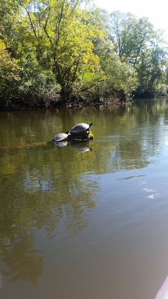 kayaking_turtles
